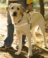 盲導犬写真・（公財）日本盲導犬協会